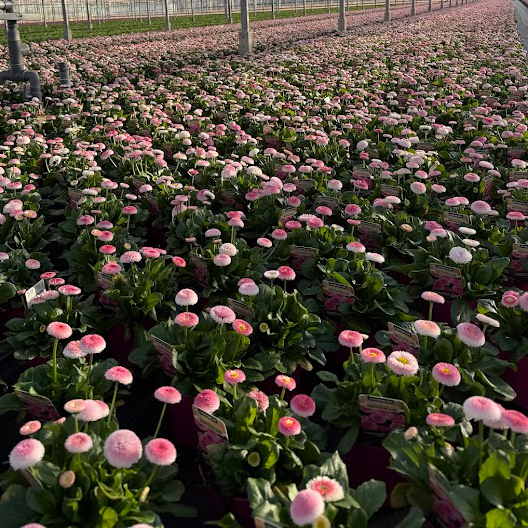 Bellis perennis erdbeersahne
