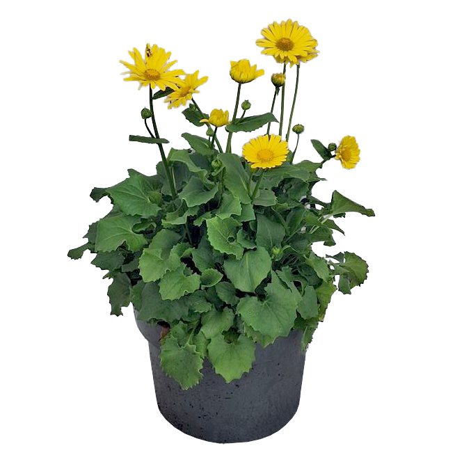 Doronicum