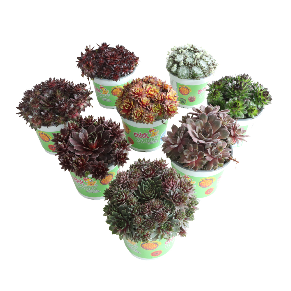 Sempervivum chick charms