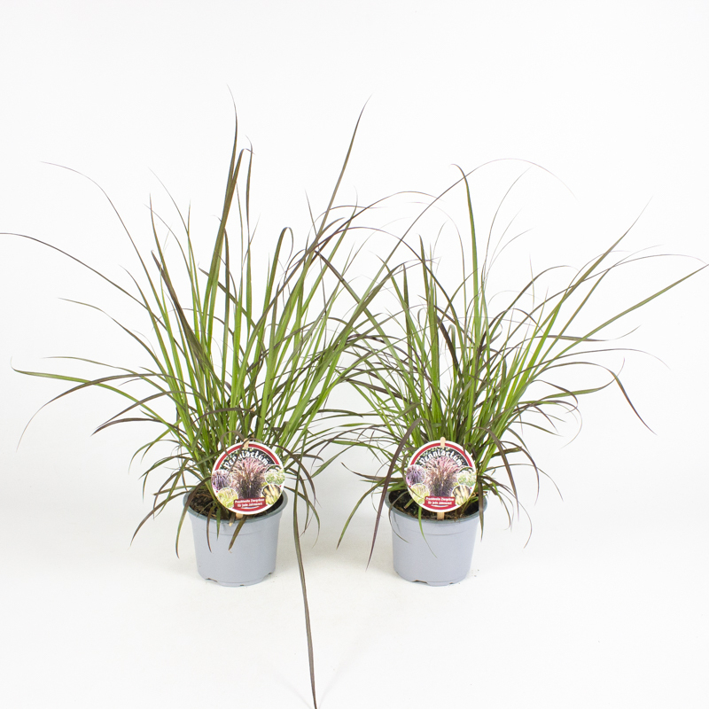 Pennisetum advena rubrum