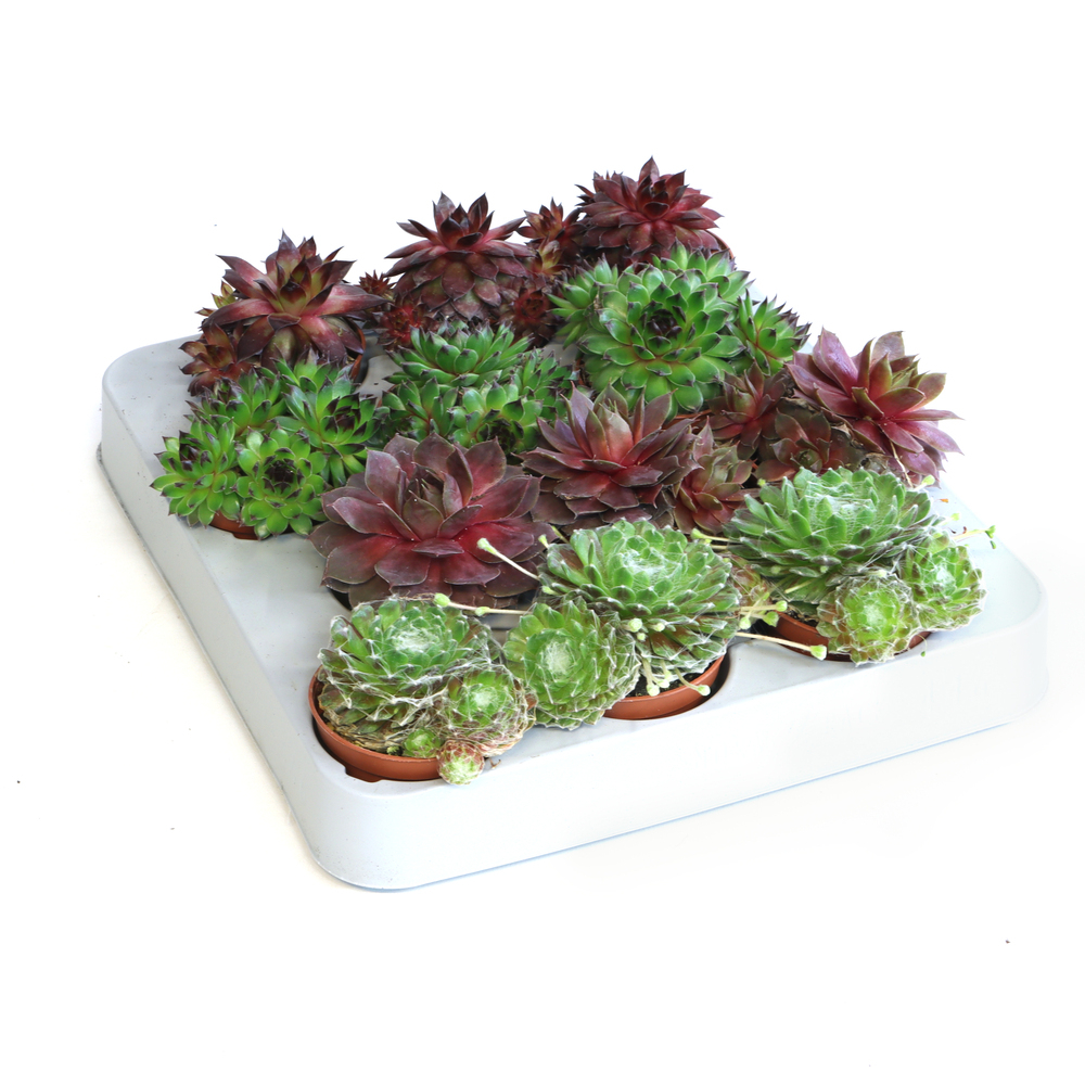 Sempervivum