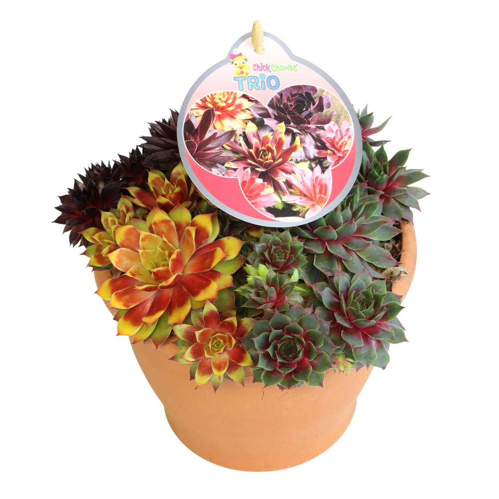 Sempervivum chick charms trio