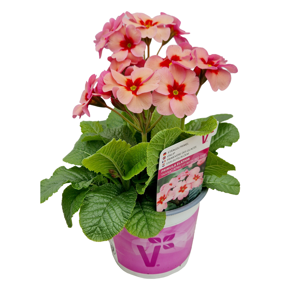 Primula elatior inara apricot w. red eye