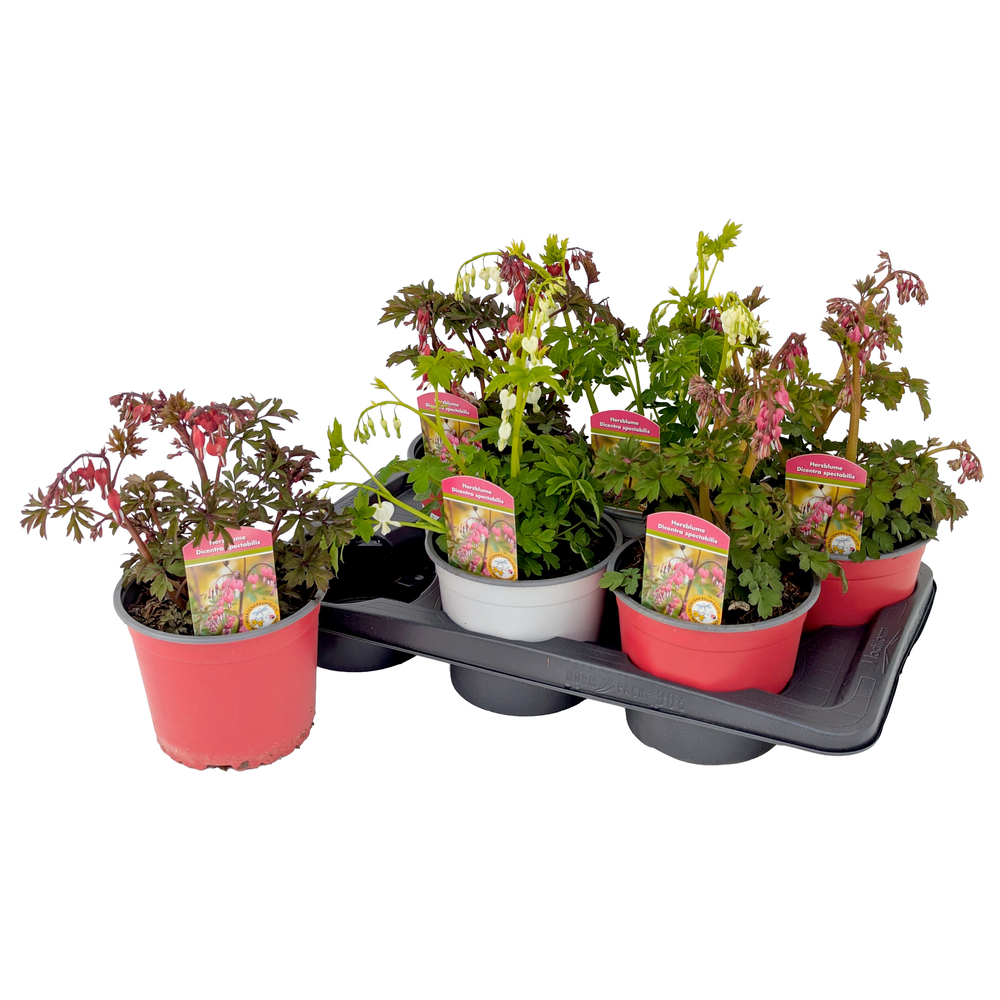 Dicentra spectabilis