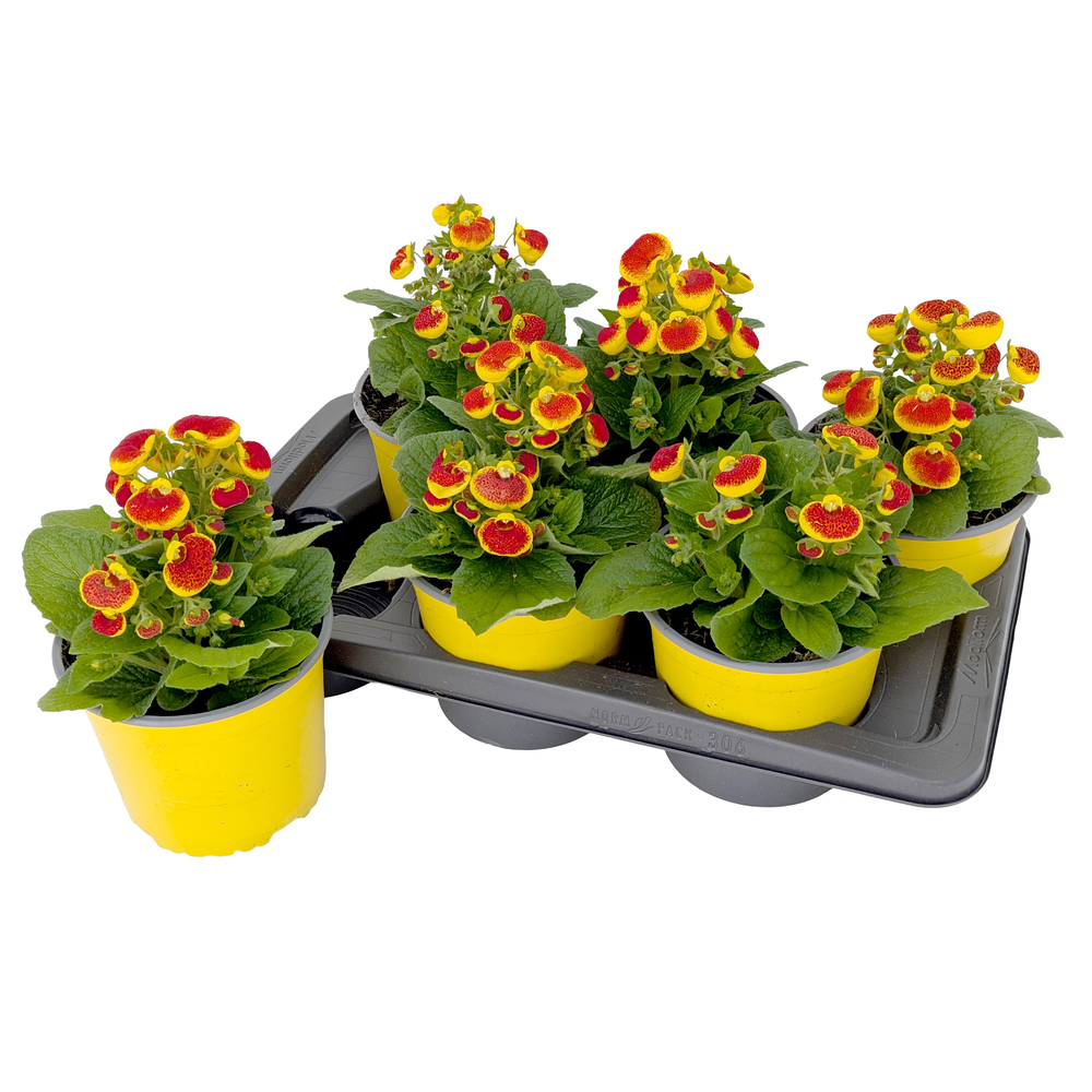 Calceolaria dainty red & yellow