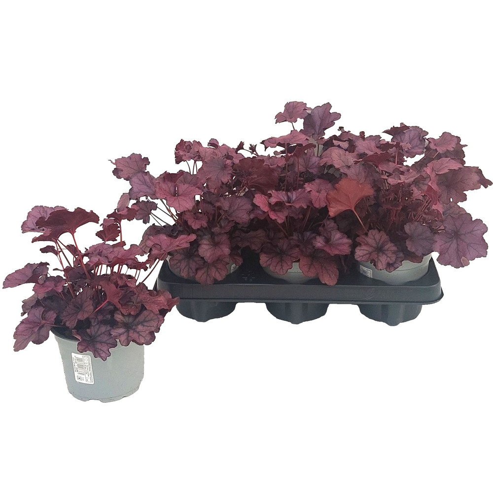 Heuchera hybrid