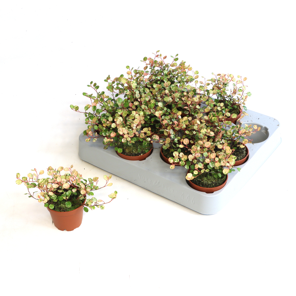 Muehlenbeckia pink camouflage