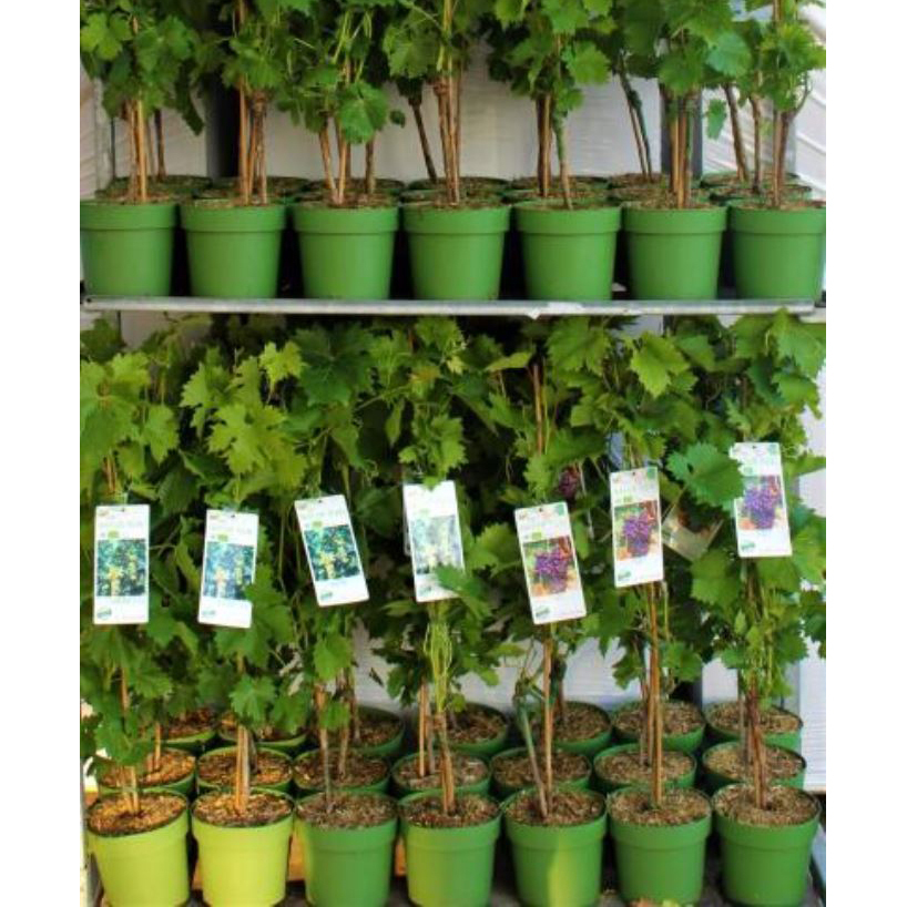 Vitis vinifera