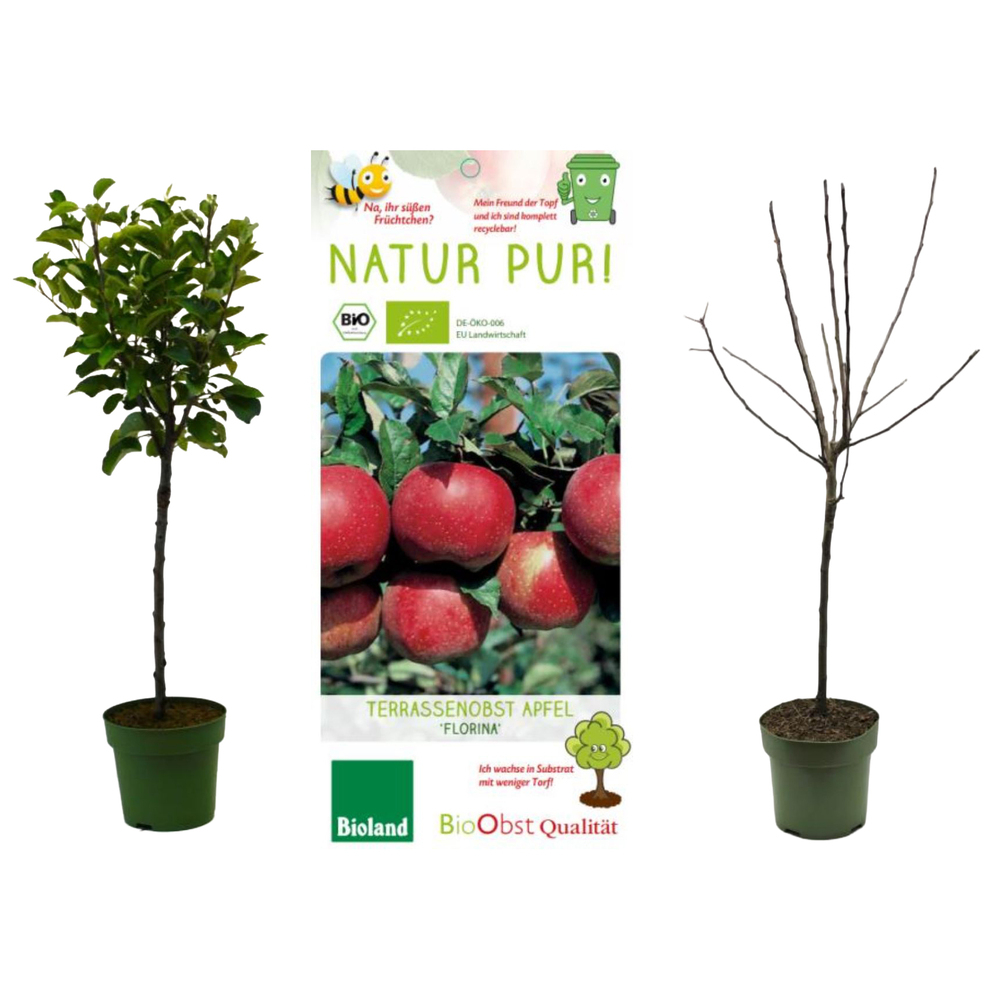 malus