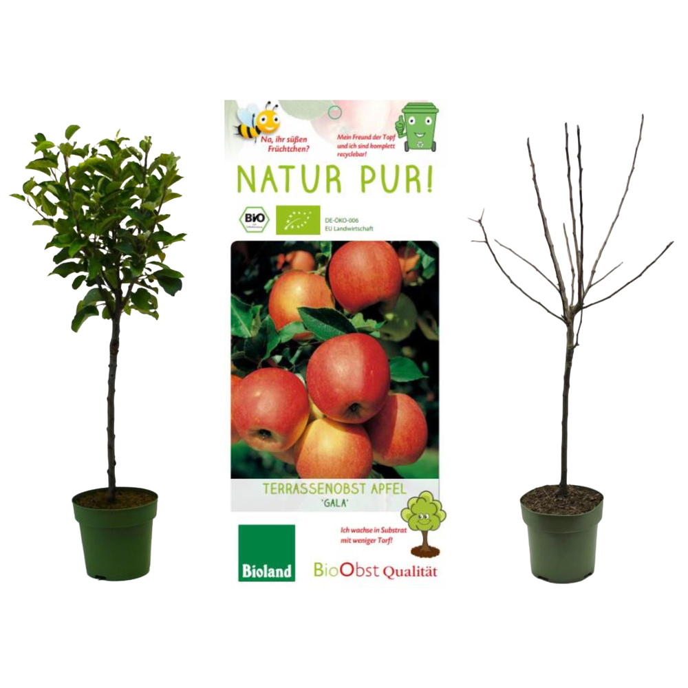 malus