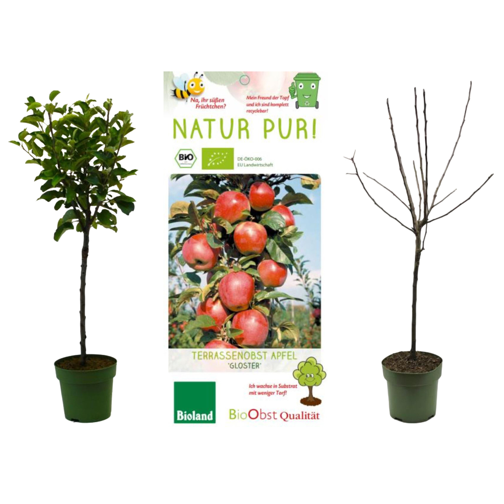 malus