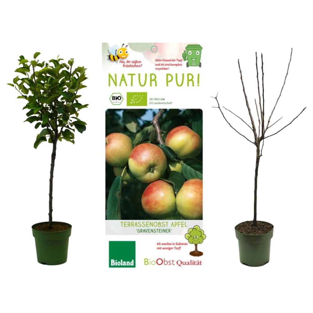 malus