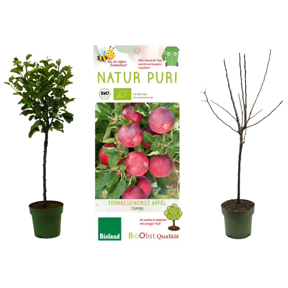 malus
