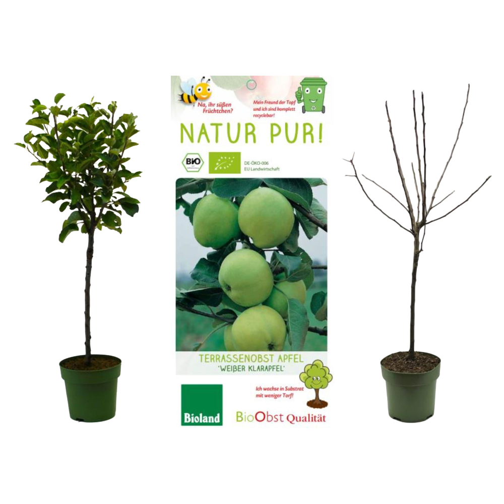 malus