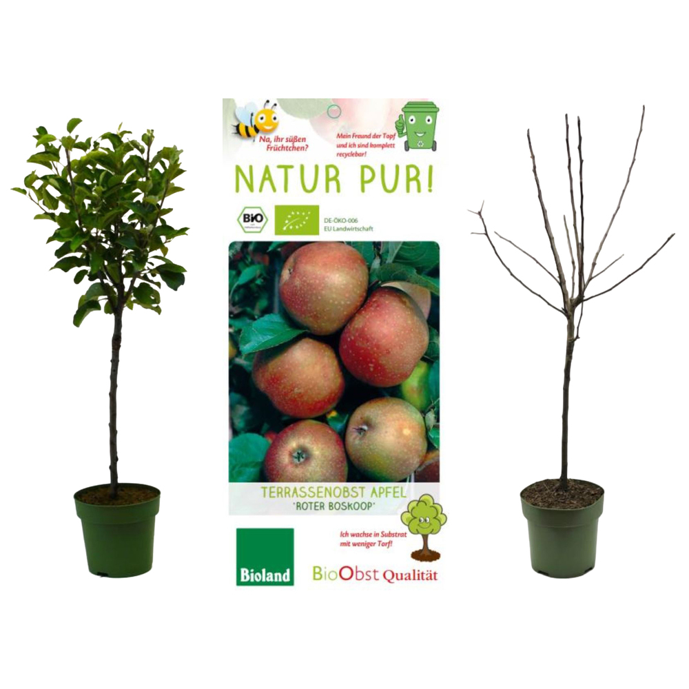 malus