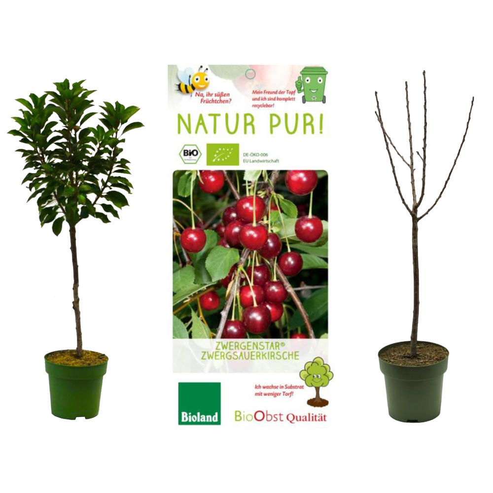 Prunus avium