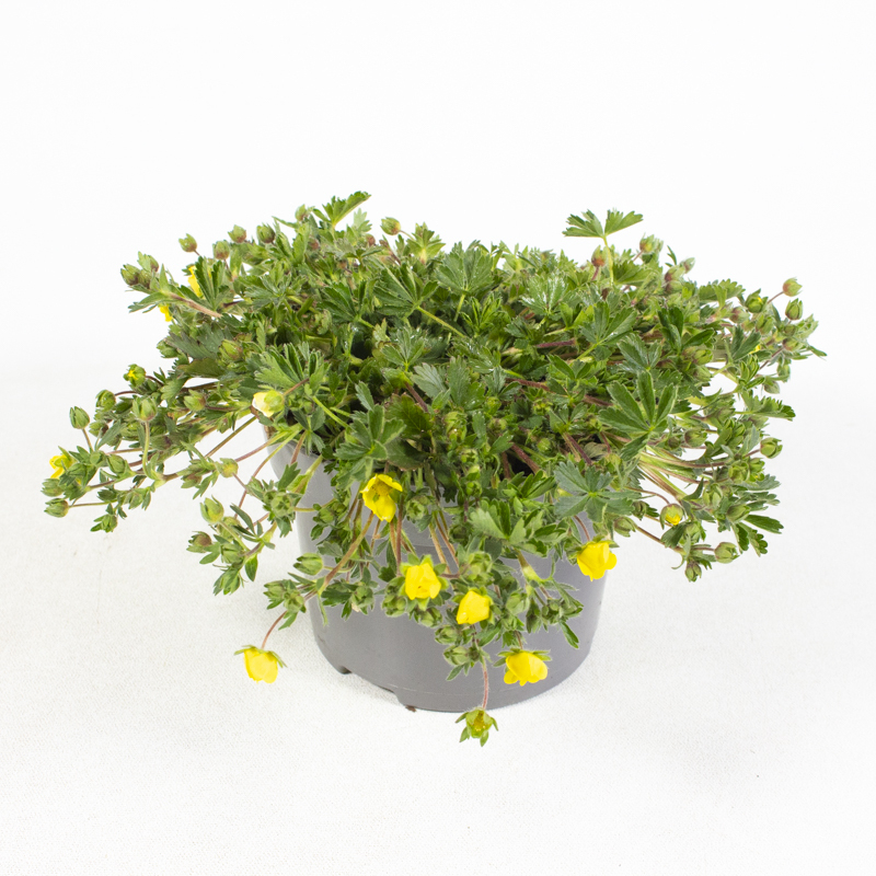 Potentilla neumanniana