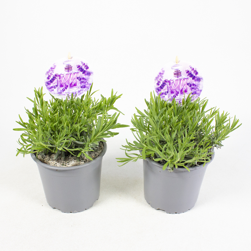 Lavandula angustifolia ladiva