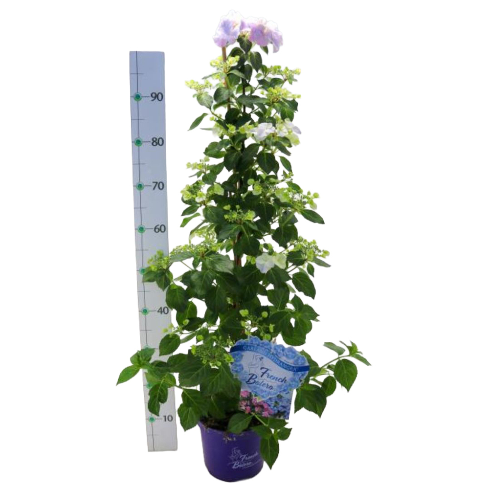 hydrangea macrophylla french bolero