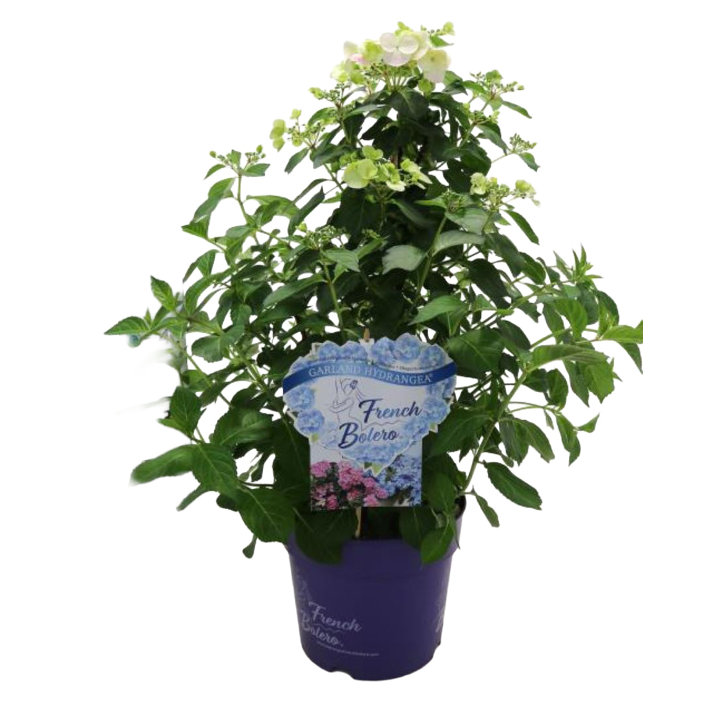 Hydrangea macrophylla french bolero