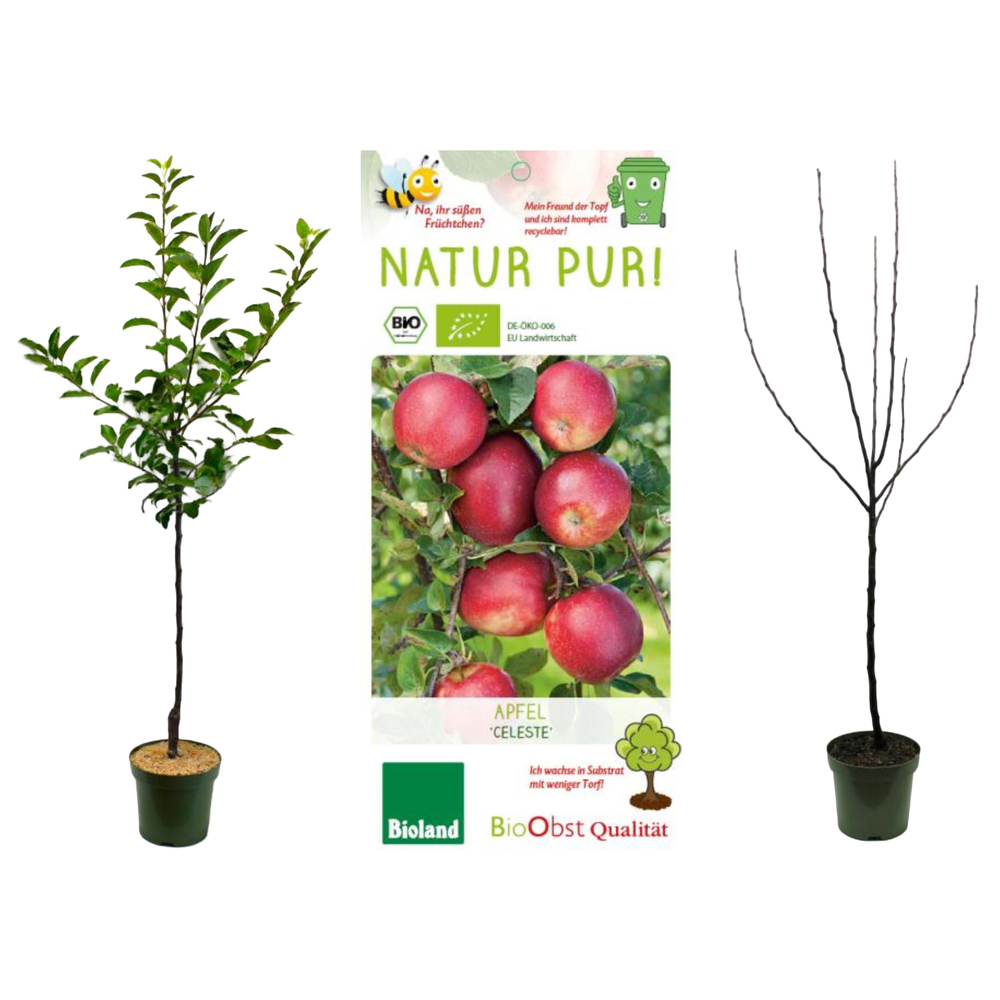 malus