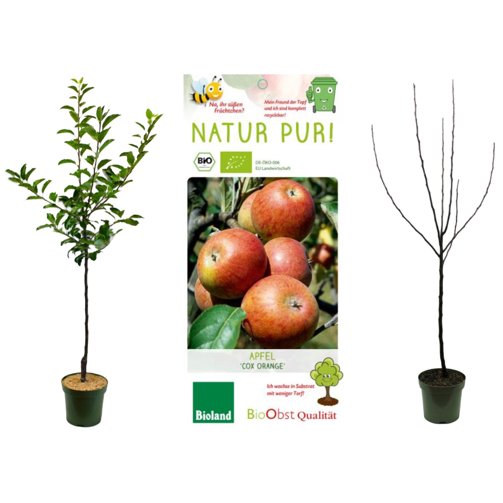 malus