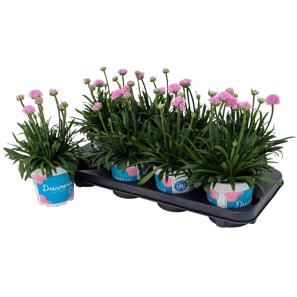 Armeria pseudarmeria dreameria sweet dreams
