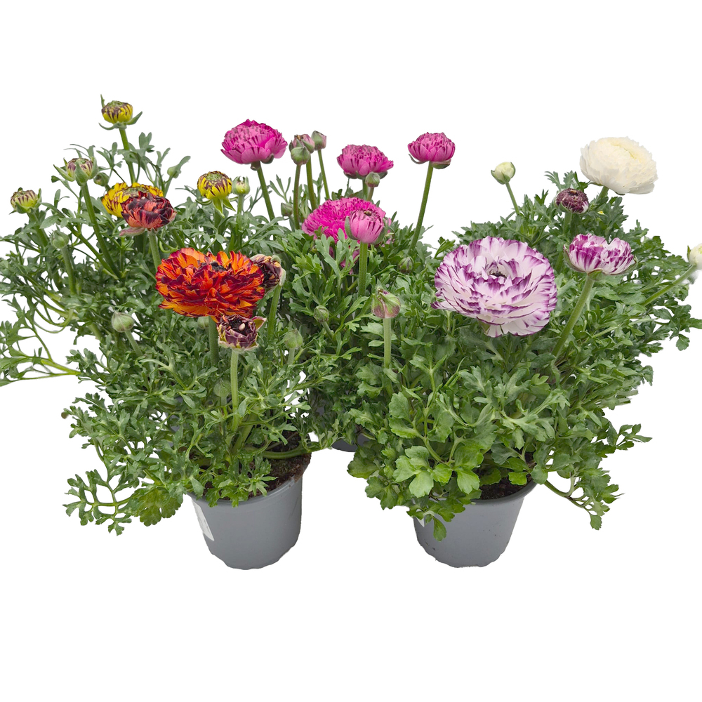 Ranunculus asiaticus tiger