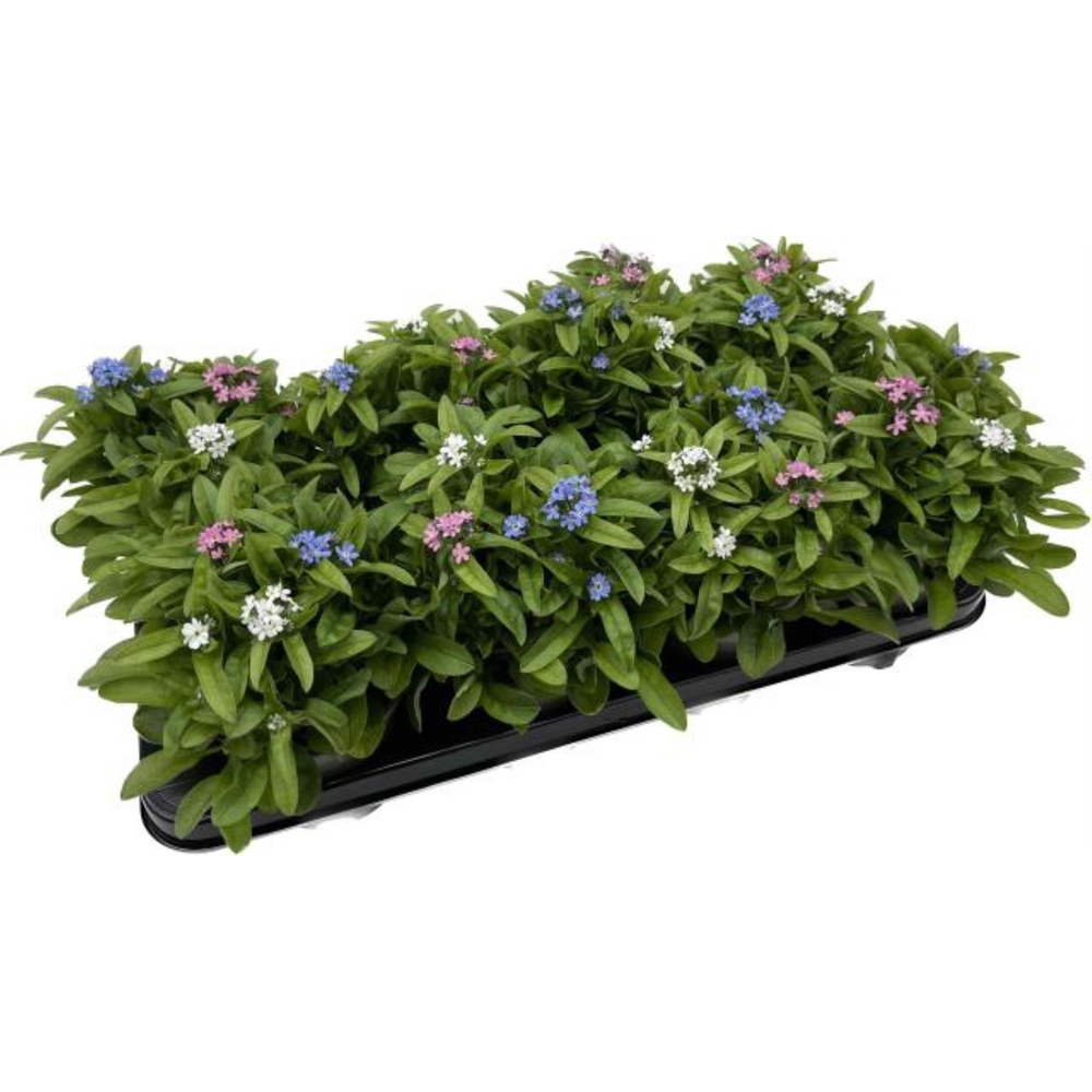 Myosotis sylvatica trio