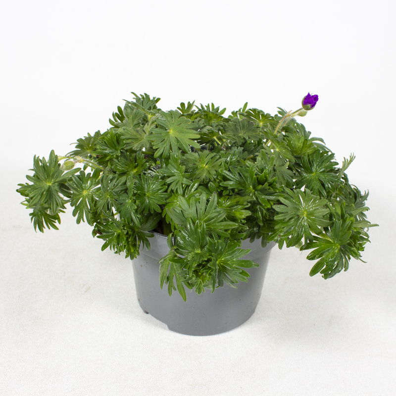 Geranium sanguineum rosanna