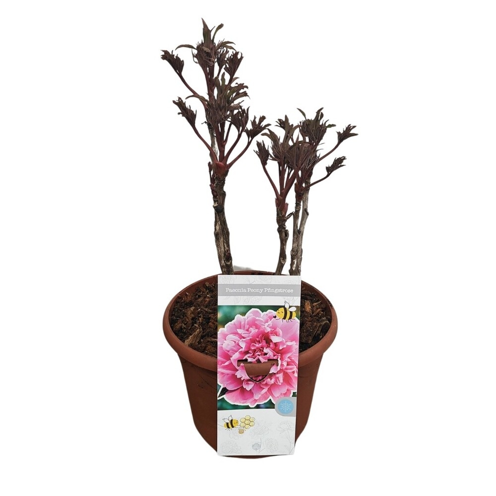 Paeonia suffruticosa woody pink