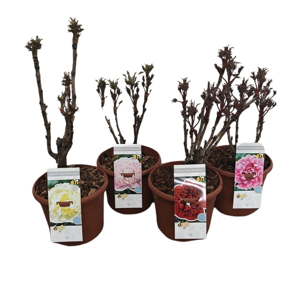 Paeonia suffruticosa woody