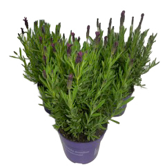 Lavandula stoechas butterfly