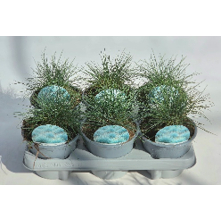 festuca ovina eisvogel