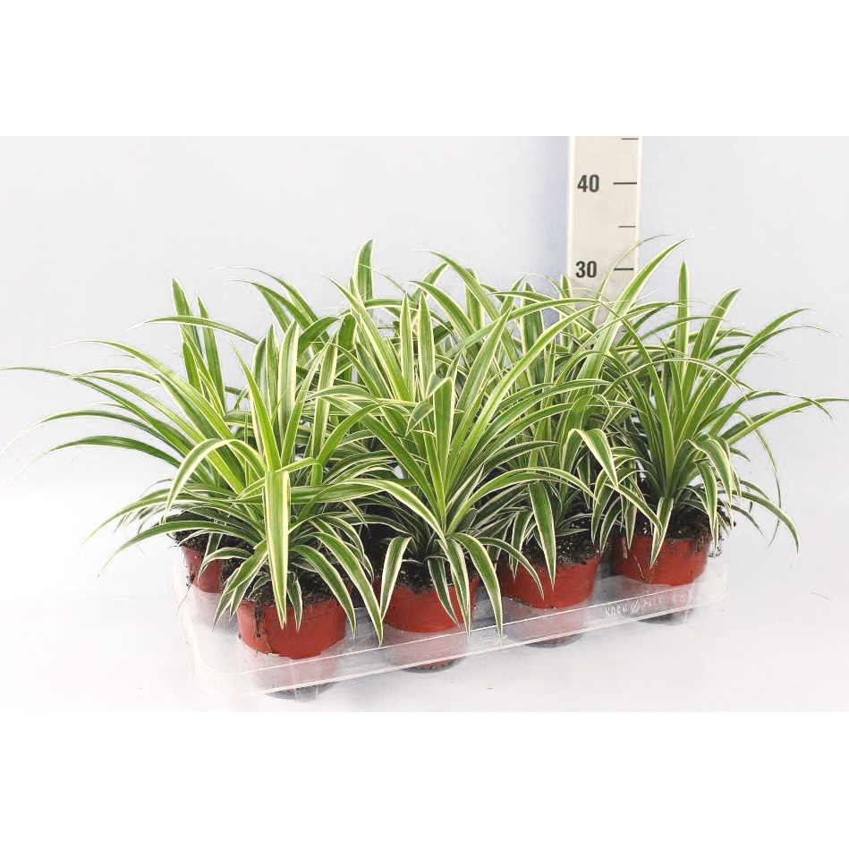 plantes valorisées intérieur