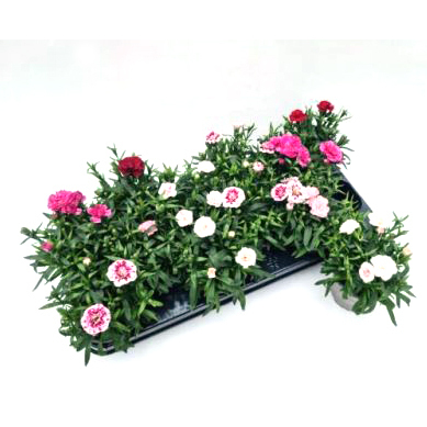 Dianthus caryophyllus oscar