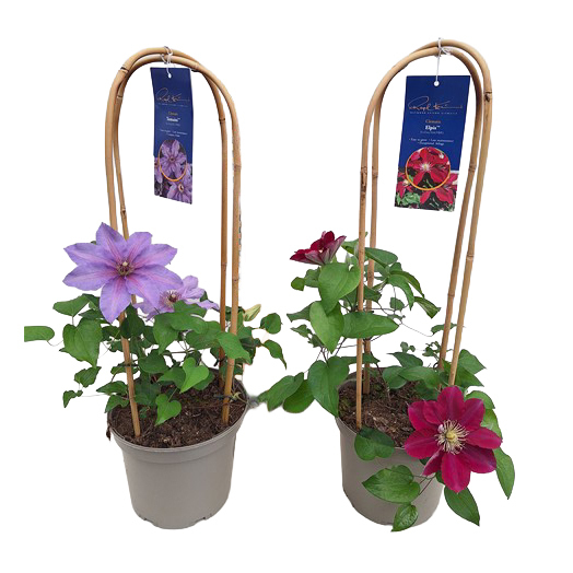 Clematis guernsey
