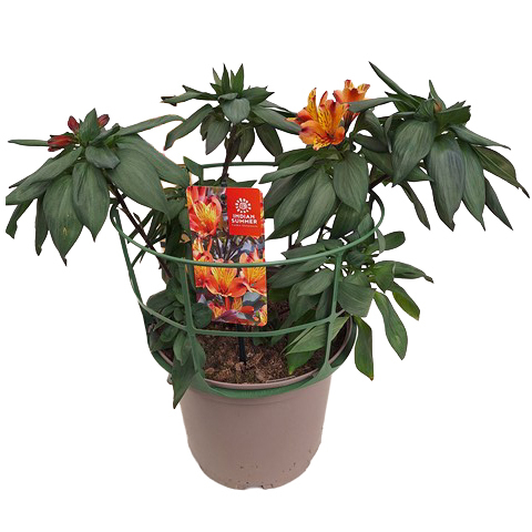 Alstroemeria cultorum indian summer