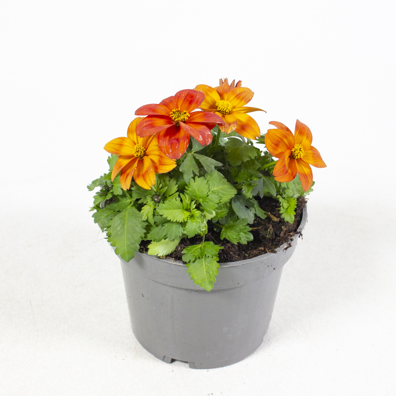 Bidens ferulifolia ring of fire