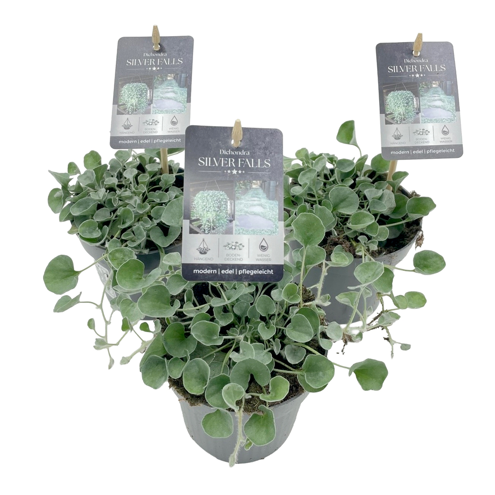 dichondra argenta silver falls