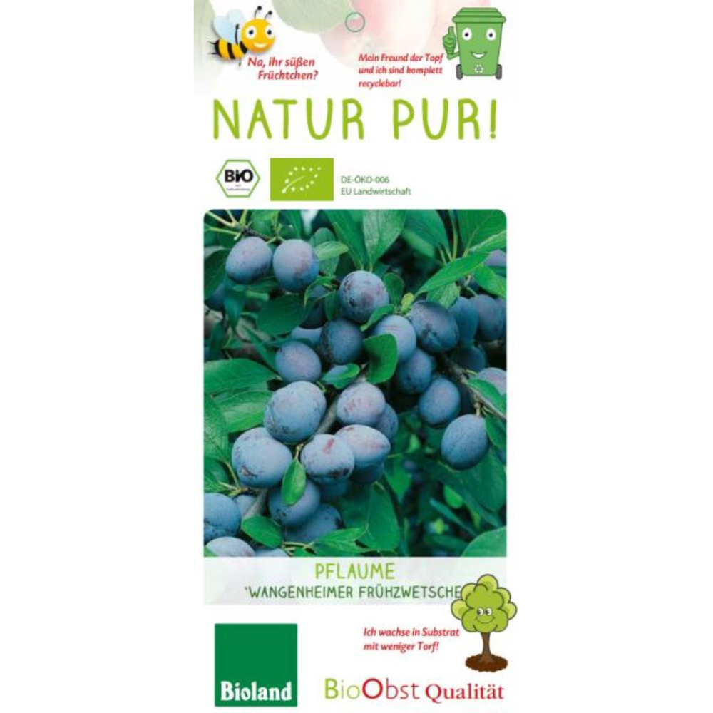 Prunus domestica