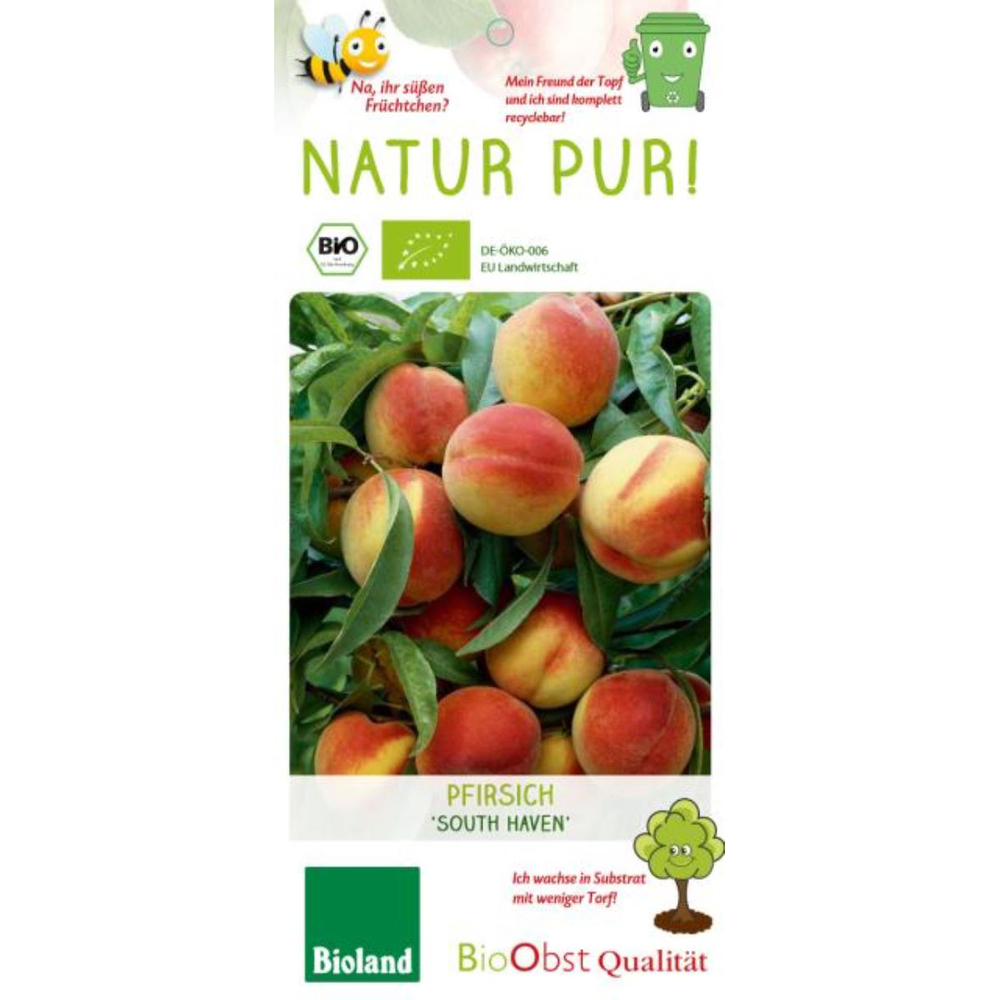 Prunus persica