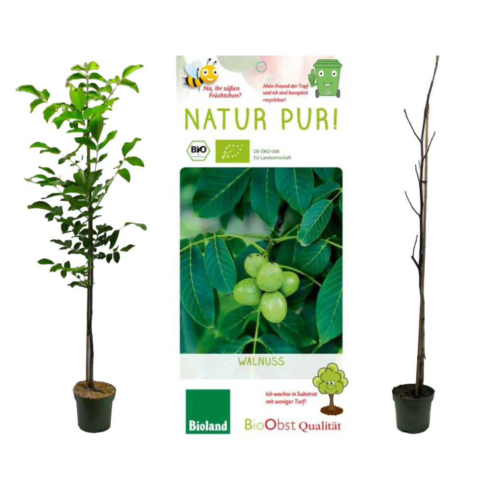 Juglans regia