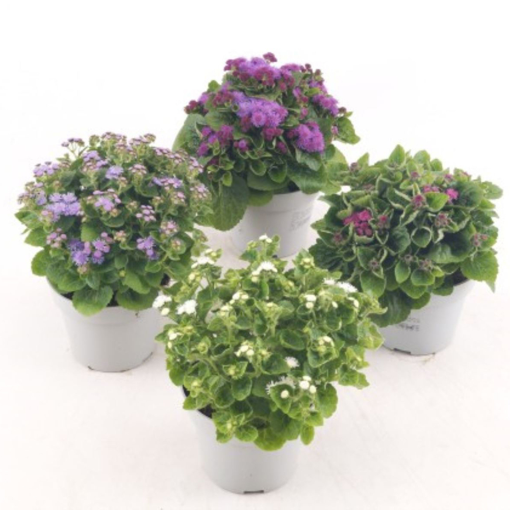 Ageratum houstonianum artist basso