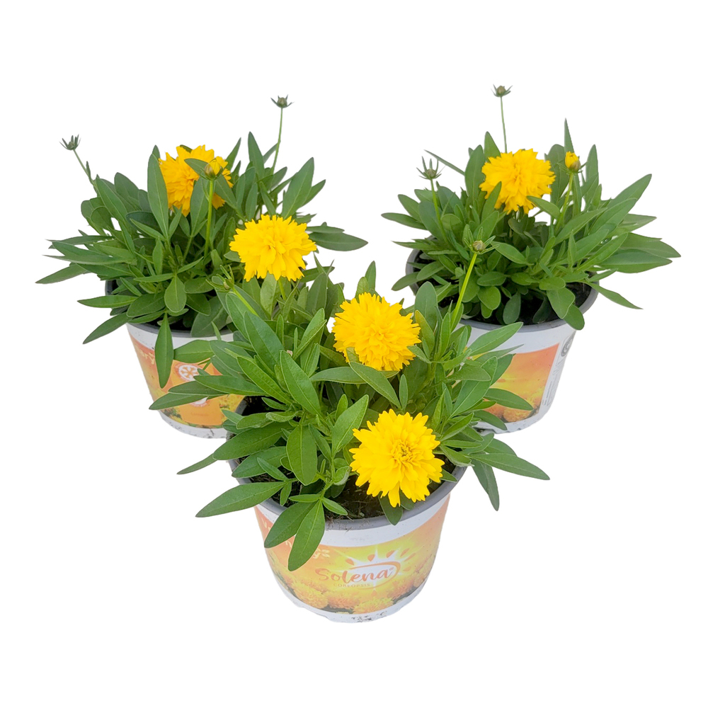 Coreopsis grandiflora solena