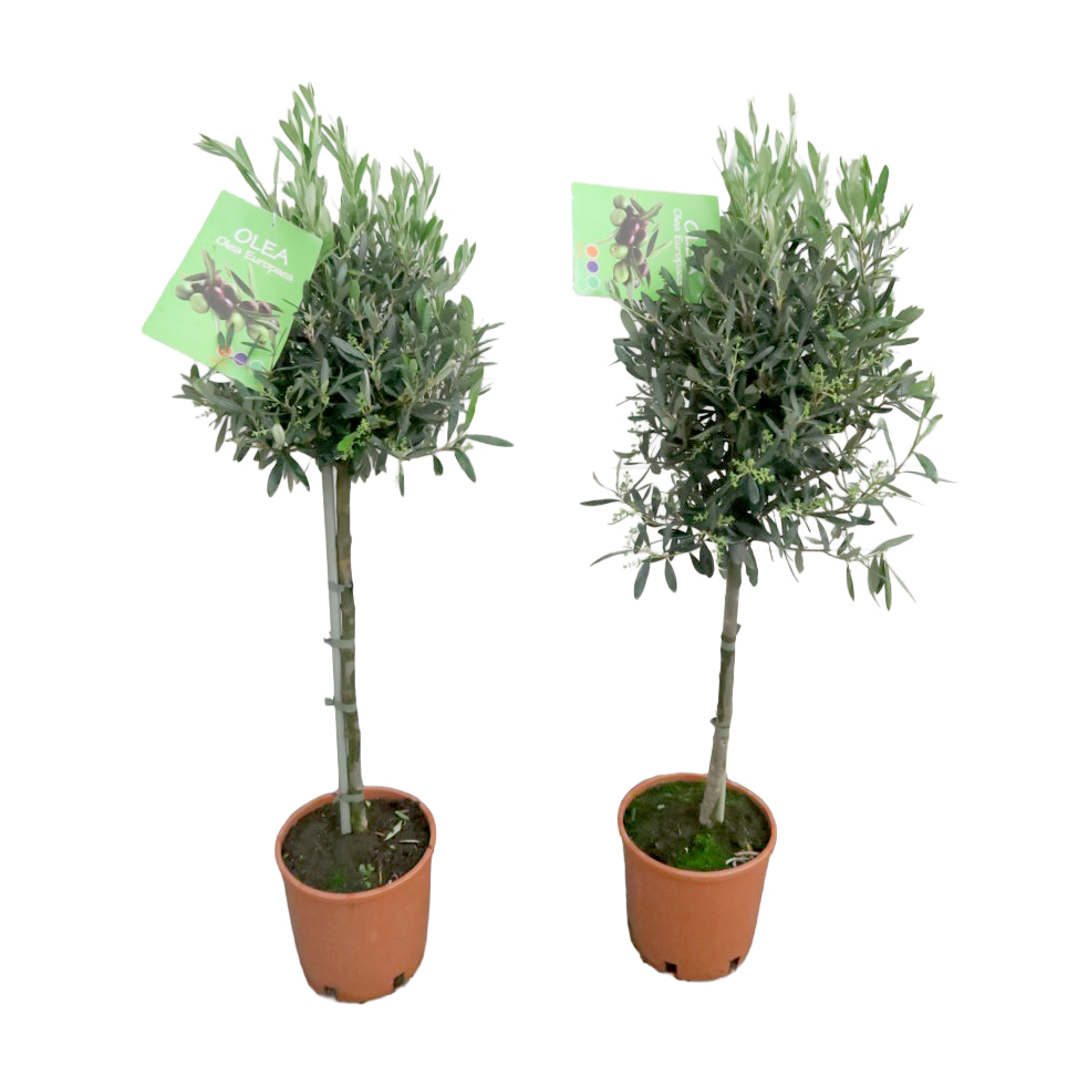 olea europaea