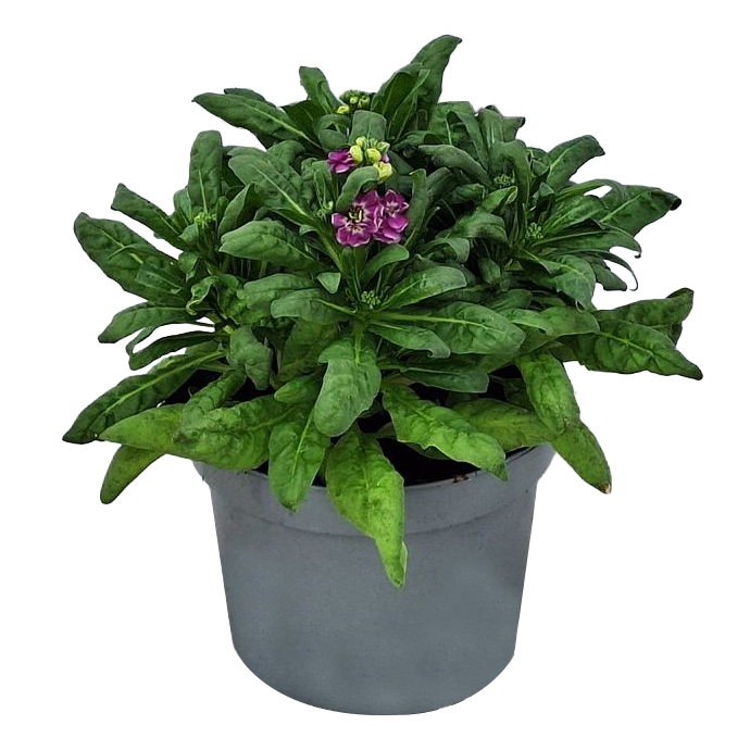 Nicotiana