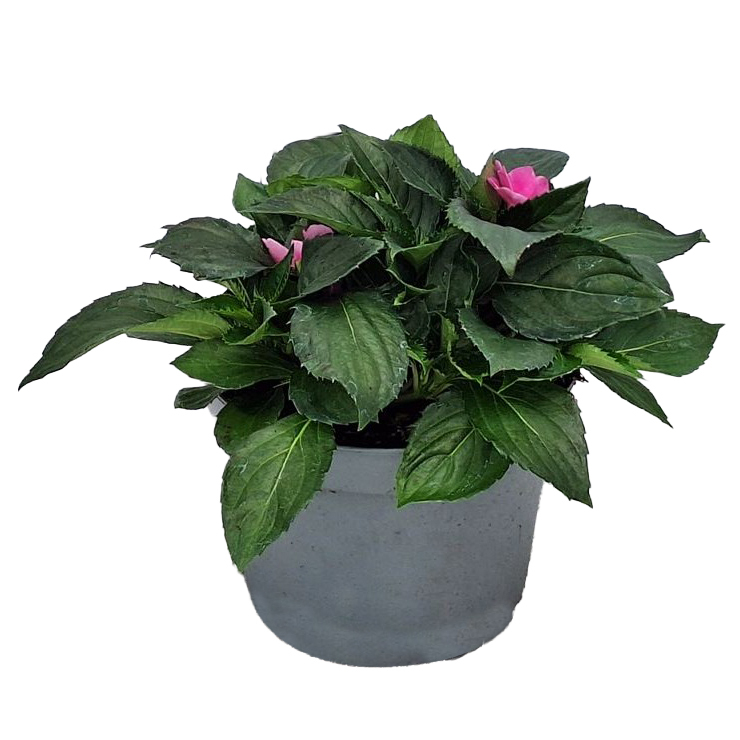 Impatiens