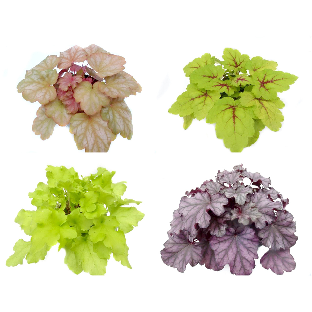 heuchera