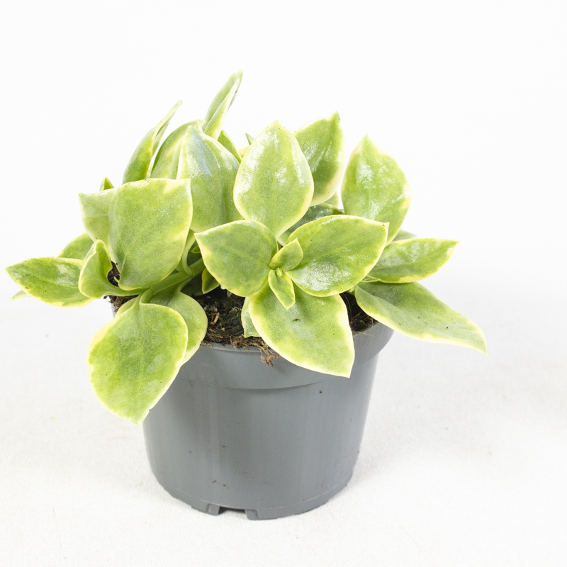 Aptenia cordifolia